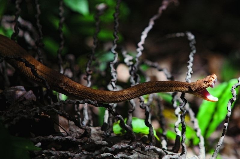 Brazil: Tìm hiểu đảo rắn độc - nơi con người không được phép đặt chân Brazil: Tìm hiểu đảo rắn độc - nơi con người không được phép đặt chân