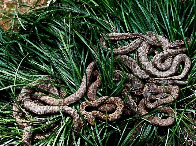 Brazil: Tìm hiểu đảo rắn độc - nơi con người không được phép đặt chân Brazil: Tìm hiểu đảo rắn độc - nơi con người không được phép đặt chân