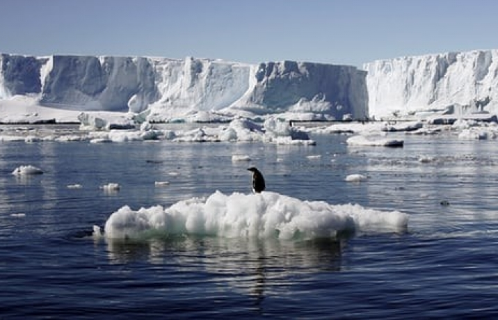 Băng biển sẽ biến mất trong vài năm nữa
