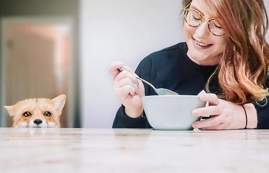 Chú cáo hạnh phúc nhất thế giới có 2 triệu người hâm mộ