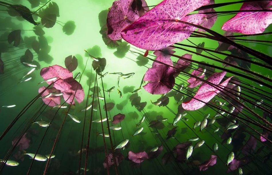 Vẻ đẹp lung linh kỳ thú của các loài sinh vật dưới nước