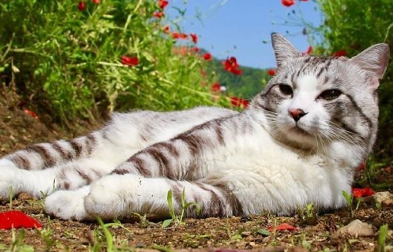 Thần thái siêu đáng yêu của "mẫu mèo" Nhật Bản