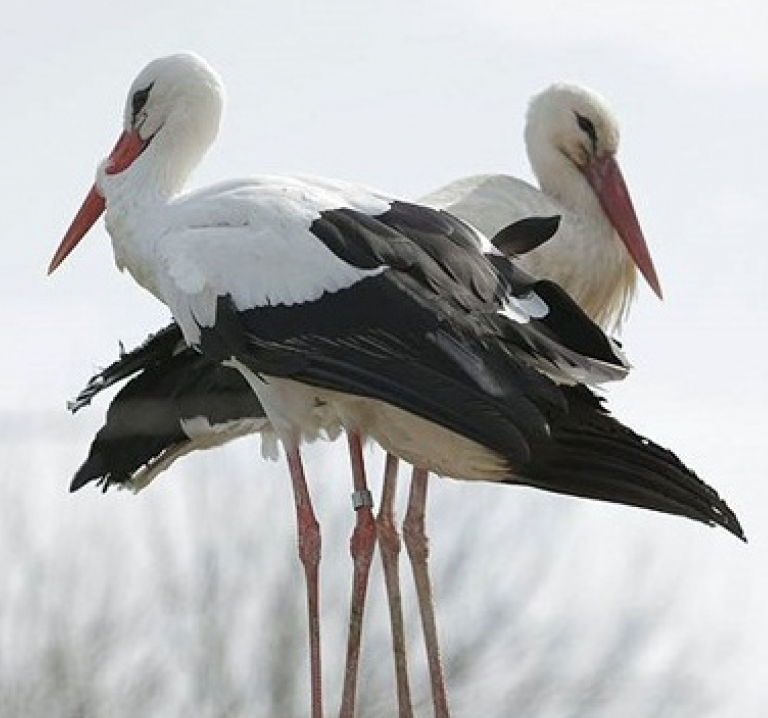 Chuyện tình của 'uyên ương' cò nổi tiếng nhất thế giới