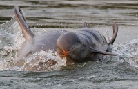 con cao bac cuc di bo 3500 km tu na uy den canada