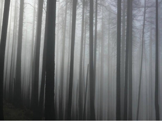 Ảnh chụp bằng iPhone 6 giành giải nhất trong cuộc thi ảnh tại Mỹ