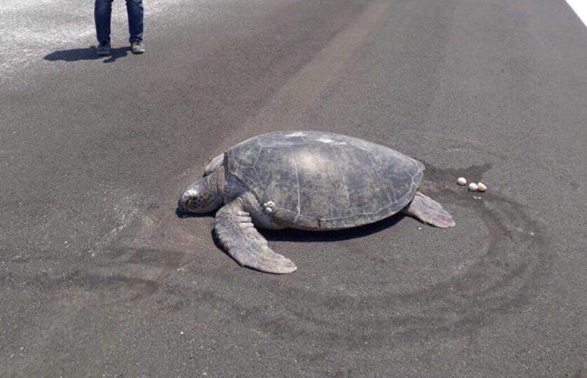 rua hiem tro lai chon xua de trung noi day da thanh mot duong bang