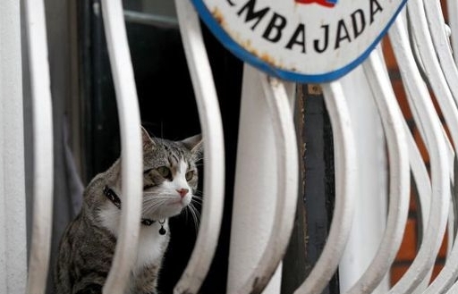 Bí ẩn tung tích mèo cưng của ông chủ WikiLeaks