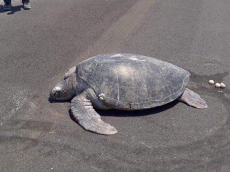 Maldives: Rùa hiếm đẻ trứng trên đường băng sân bay vì "định vị" đúng chốn xưa