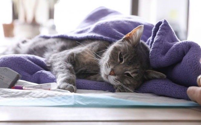 Hong Kong xác nhận 1 con mèo dương tính với virus SARS-CoV-2 hong kong xac dinh 1 con meo duong tinh voi virus sars cov 2