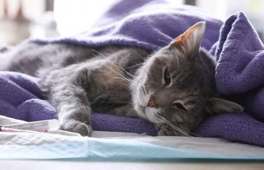 Hong Kong xác nhận 1 con mèo dương tính với virus SARS-CoV-2