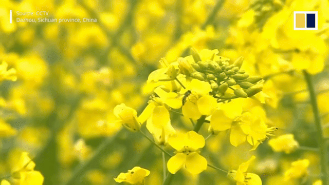 trung quoc 700000 cay anh dao no hoa dong loat giua thoi diem dich benh covid 19 hoanh hanh