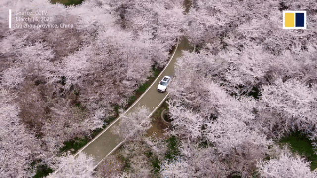 trung quoc 700000 cay anh dao no hoa dong loat giua thoi diem dich benh covid 19 hoanh hanh