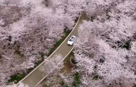 Trung Quốc: Hoa nở rộ giữa thời điểm dịch bệnh Covid-19 hoành hành