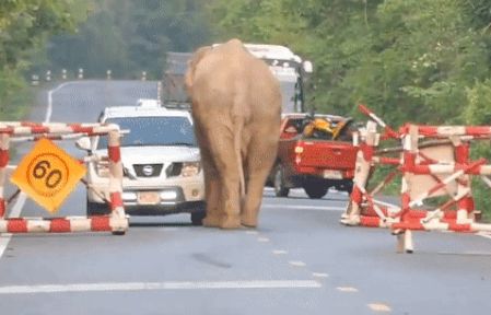 an tuong clip dan voi 50 con sang duong canh sat chan xe cao toc dung hoat dong