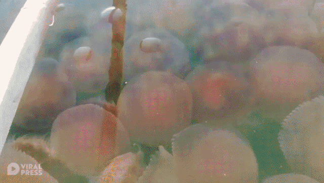 Philippines: Hàng nghìn con sứa hồng quý hiếm phủ kín bãi biển philippines hang nghin con sua hong quy hiem phu kin bai bien