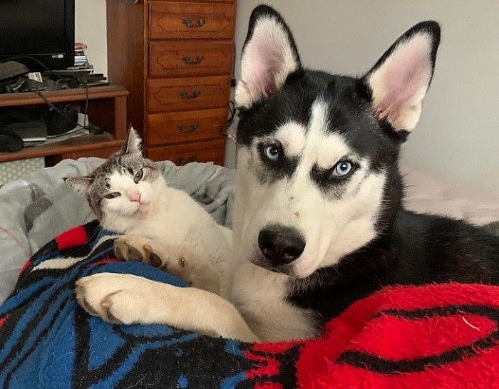 tan chay voi nhung khoanh khac tinh cam than thiet cua cho va meo