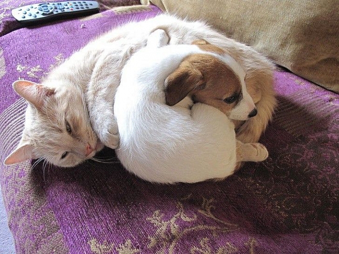 tan chay voi nhung khoanh khac tinh cam than thiet cua cho va meo