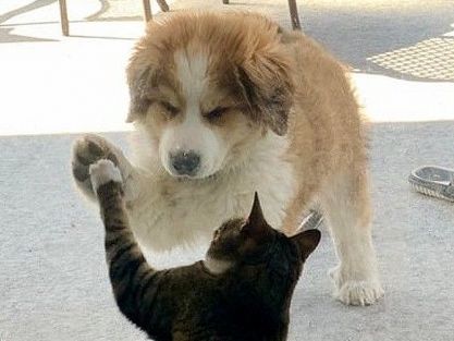 Tan chảy với những khoảnh khắc tình cảm thân thiết của chó và mèo