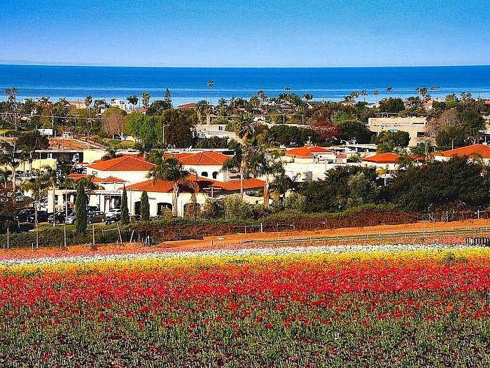 cung chiem nguong ve long lay cua nhung canh dong hoa dep nhat the gioi