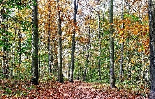 Nga: Trốn vào rừng sâu, đêm ngủ trên cây để... tránh dịch Covid-19