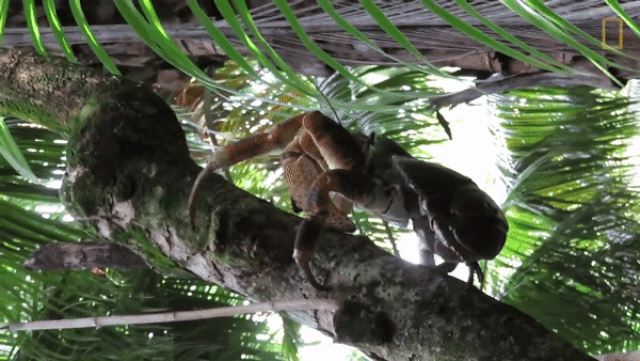 ky la loai cua khong lo co the leo cay chuyen san moi chuot va chim