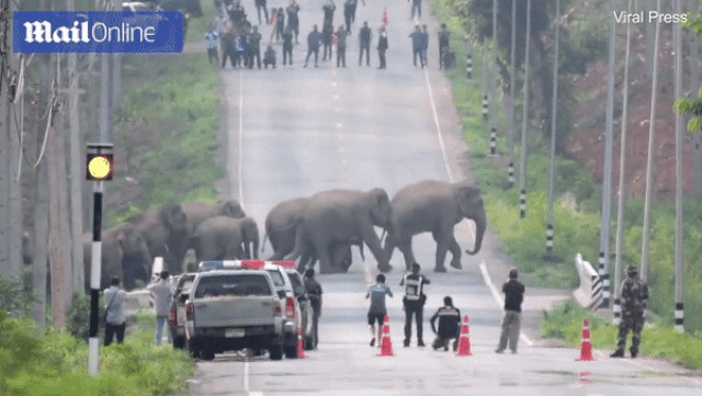 an tuong clip dan voi 50 con sang duong canh sat chan xe cao toc dung hoat dong