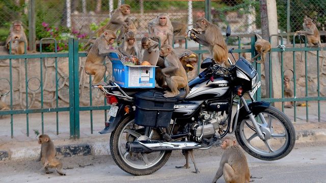 dong vat hoang da tan huong yen binh mua dich covid 19