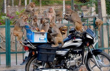 Động vật hoang dã tận hưởng yên bình mùa dịch Covid-19