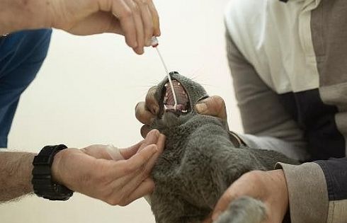 Mỹ xác nhận các trường hợp vật nuôi trong nhà đầu tiên mắc Covid-19