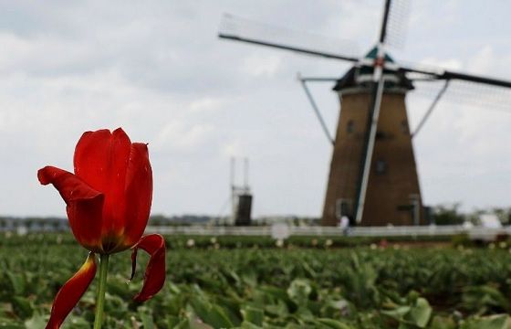 Nhật Bản: Quyết định cắt bỏ 100.000 bông hoa để người dân phải ở nhà phòng dịch Covid-19