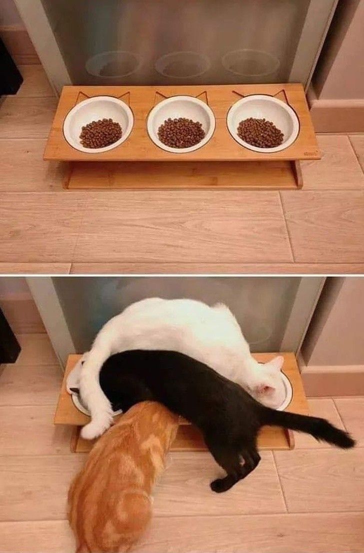 nhung hanh dong dang yeu cua thu cung khien ban tan chay