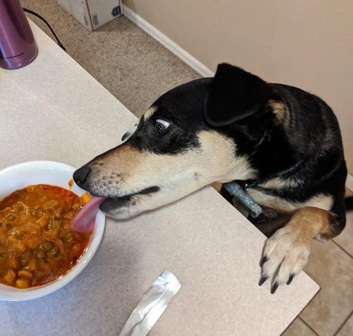 nhung hanh dong dang yeu cua thu cung khien ban tan chay