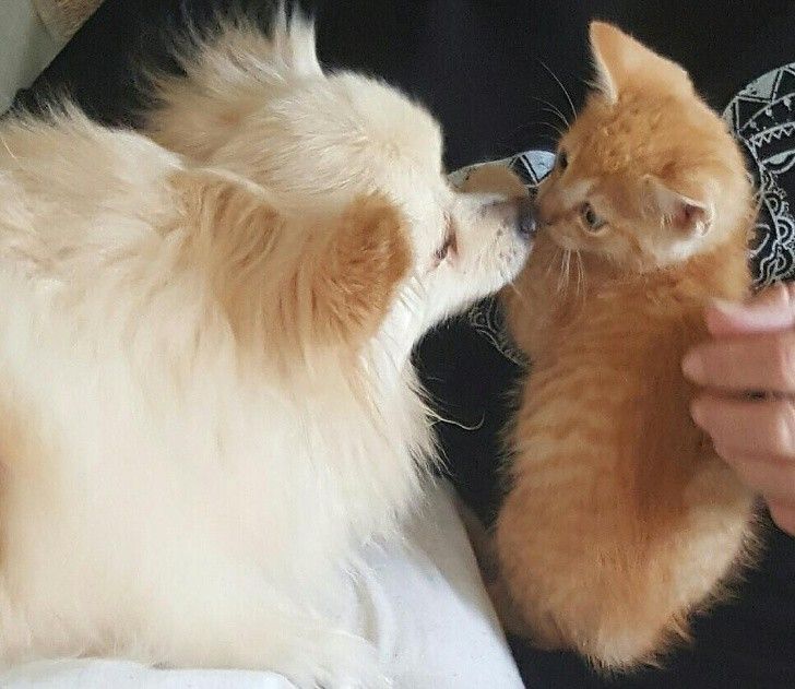 nhung hanh dong dang yeu cua thu cung khien ban tan chay