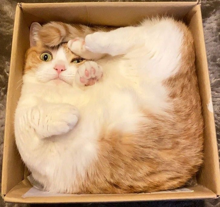 nhung hanh dong dang yeu cua thu cung khien ban tan chay