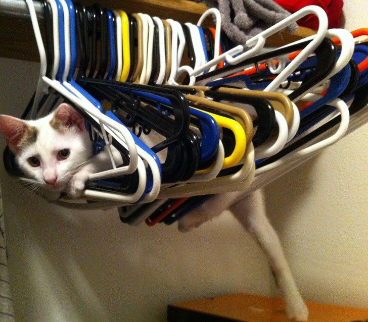 nhung hanh dong dang yeu cua thu cung khien ban tan chay