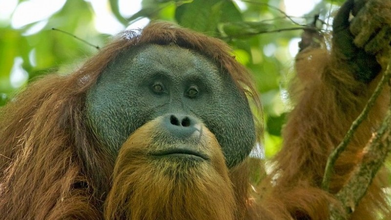 Loài vượn lớn nhất trên Trái Đất đứng trước nguy cơ tuyệt chủng sớm