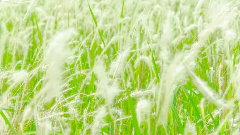 Ngắm sắc trắng tinh khôi của bãi cỏ lau Hà Nội