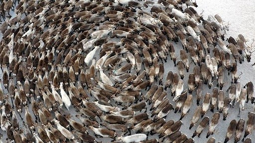 Hàng trăm con tuần lộc tạo thành 'vòng xoáy khổng lồ' thực chất là cách tự vệ hữu hiệu