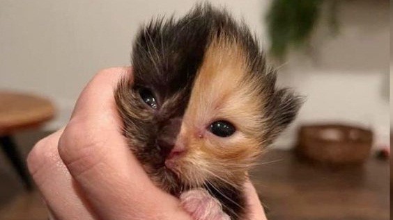 Mỹ: Chú mèo con mồ côi gây sốt cộng đồng mạng bởi khuôn mặt với 2 nửa màu lông khác nhau
