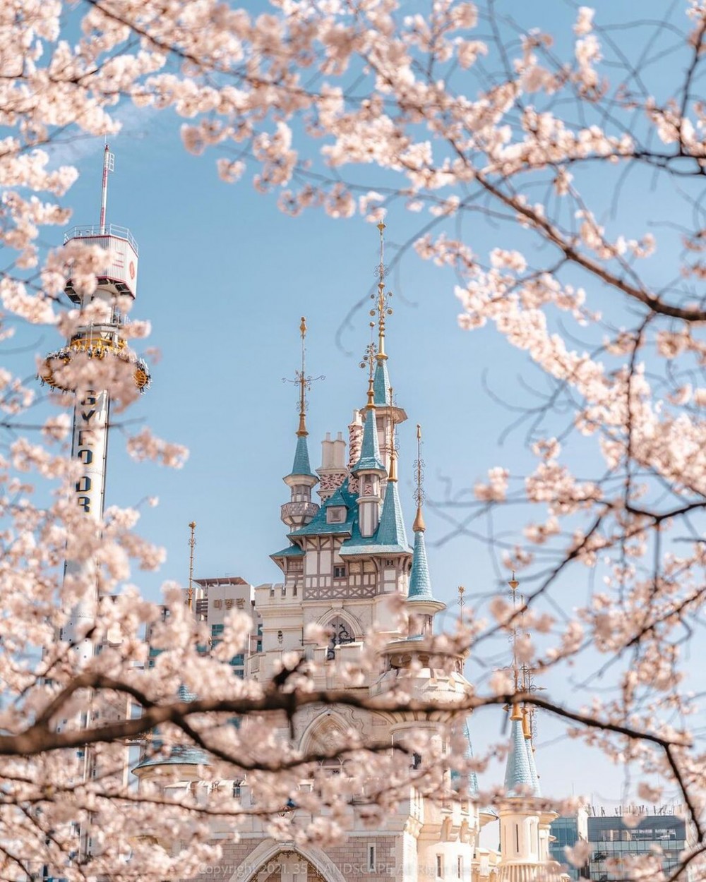 Hàn Quốc: 'Sợi dây chuyền khổng lồ' kết bằng hoa anh đào ở Seoul Hàn Quốc: 'Sợi dây chuyền khổng lồ' kết bằng hoa anh đào ở Seoul