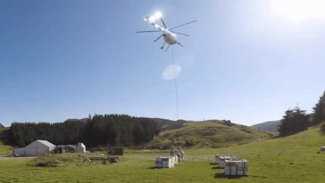 Loại mật ong siêu đắt đỏ, thu hoạch bằng… trực thăng