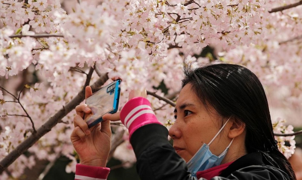 Ngắm hoa anh đào khoe sắc khắp các châu lục