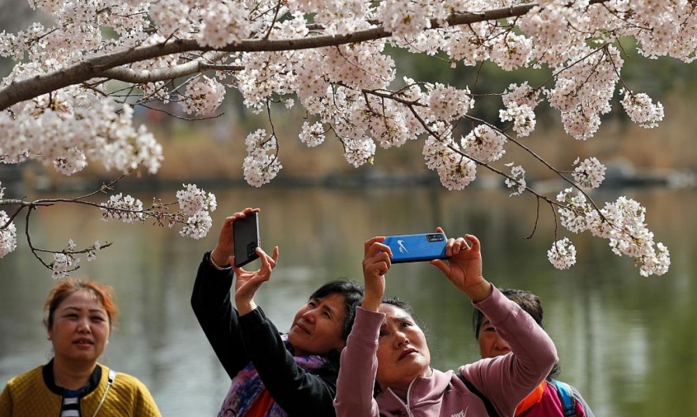 Ngắm hoa anh đào khoe sắc khắp các châu lục