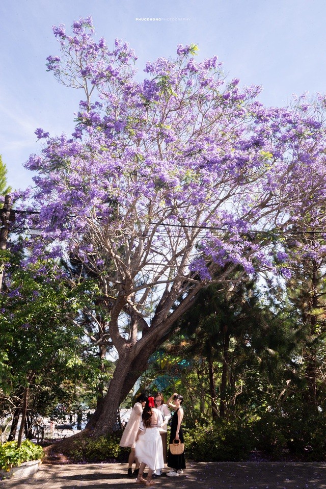 Đà Lạt mùa phượng tím, cảnh đẹp lãng mạn tựa cổ tích