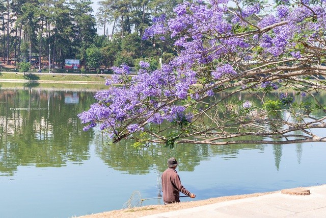 Đà Lạt mùa phượng tím, cảnh đẹp lãng mạn tựa cổ tích