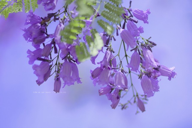 Đà Lạt mùa phượng tím, cảnh đẹp lãng mạn tựa cổ tích