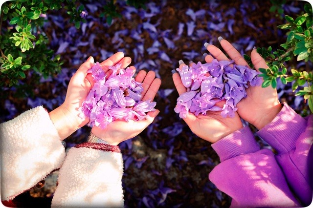 Đà Lạt mùa phượng tím, cảnh đẹp lãng mạn tựa cổ tích