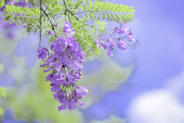 Đà Lạt mùa phượng tím, cảnh đẹp lãng mạn tựa cổ tích