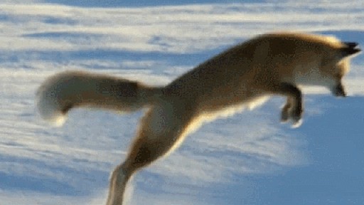 Xem cảnh cáo tuyết Bắc Cực cắm đầu xuống tuyết săn mồi cực chất