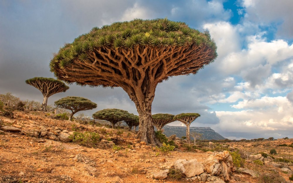 Chiêm ngưỡng những loài thực vật độc đáo trên thế giới